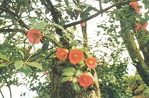 冬の花：ヤブツバキ