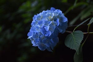 あじさいの開花情報1_2019