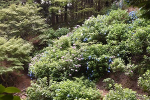 あじさいの開花情報2_2019