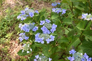 あじさいの開花情報3_2019