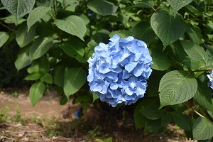 あじさいの開花情報4_2019