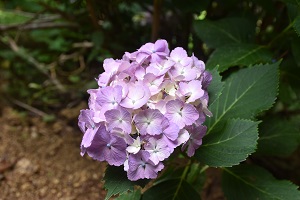 あじさいの開花情報5_2019
