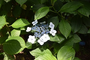 あじさいの開花情報6_2019
