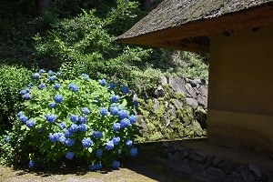 あじさいの開花情報7_2019