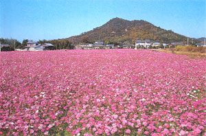 秋の花：コスモス