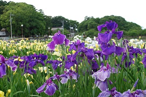 花しょうぶの里のショウブまつりの写真