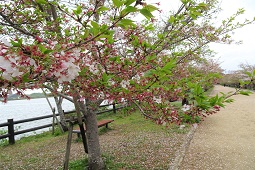 県立亀鶴公園近景