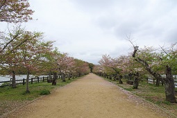 さくらの名所情報 香川県 さぬき市