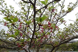 みろく自然公園近景