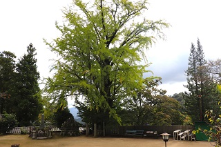 大窪寺境内大イチョウ