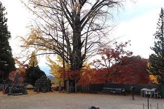 大窪寺境内大イチョウ