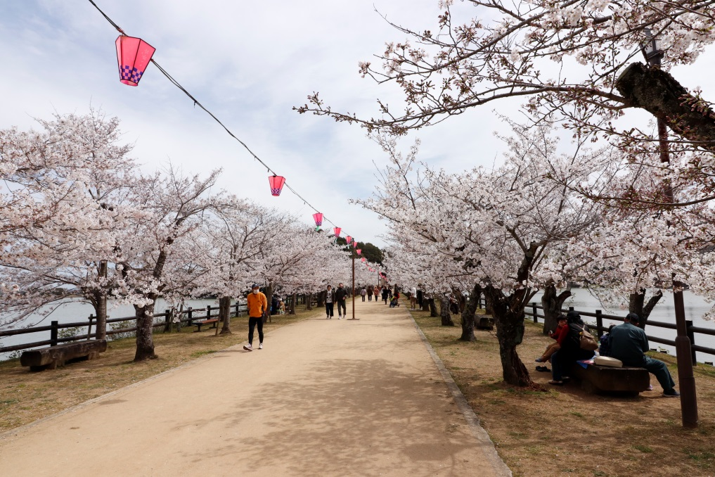 桜の開花情報1_2019