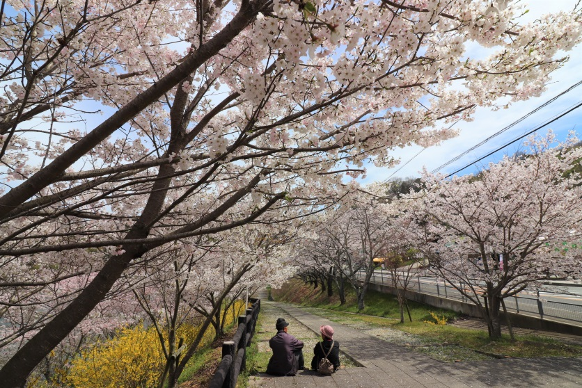 桜の開花情報3_2019