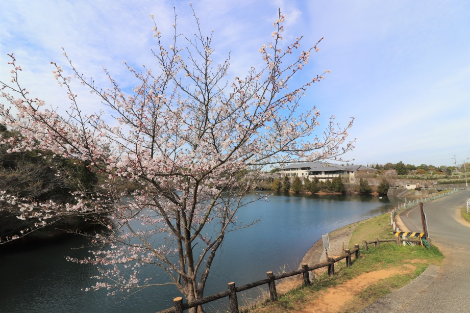 桜の開花情報2_2019
