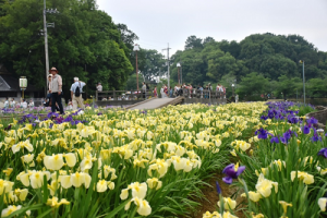 ショウブ画像1_2019