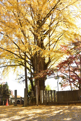 大窪寺の紅葉が見ごろです 11月15日撮影 香川県 さぬき市