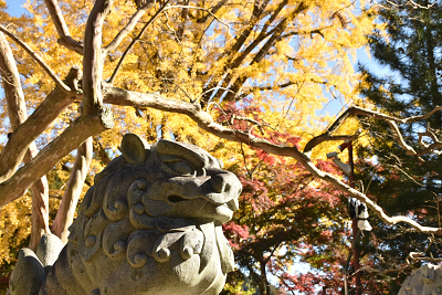 大窪寺紅葉画像3_2019