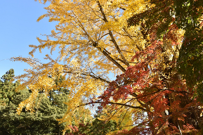 大窪寺紅葉画像4_2019