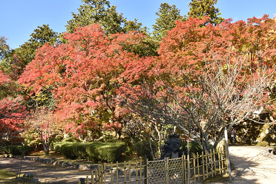 大窪寺紅葉画像6_2019