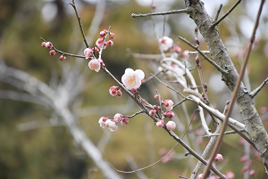 梅画像_2020