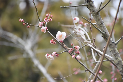 梅画像1_2020