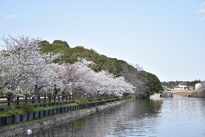 桜画像_2020