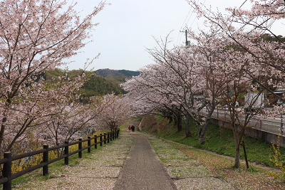 桜画像2_2020