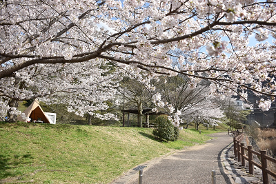 桜画像3_2020