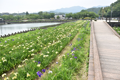 ハナショウブ画像1_2020