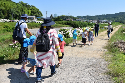 あじさい夢ロード画像1_2020