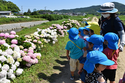 あじさい夢ロード画像2_2020