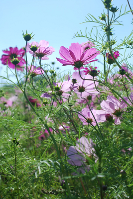 さぬき市のコスモス 10月26日撮影 香川県 さぬき市 さぬき市のコスモス 10月26日撮影 香川県 さぬき市