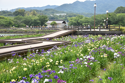 亀鶴公園ハナショウブ遠景画像1