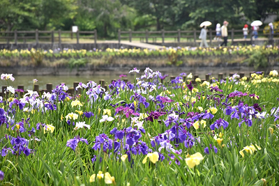 亀鶴公園ハナショウブ遠景画像2