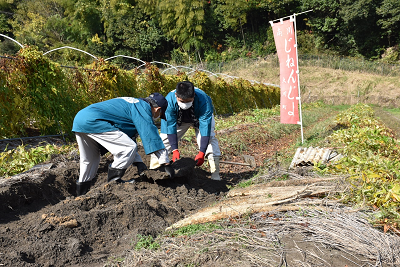 自然薯初堀りの様子