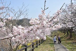 前山ダム桜の写真