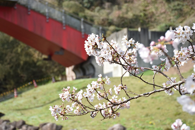 門入の郷桜の写真2