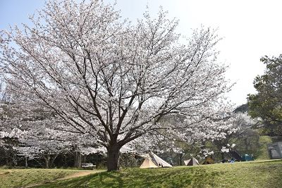 門入の郷桜の写真3