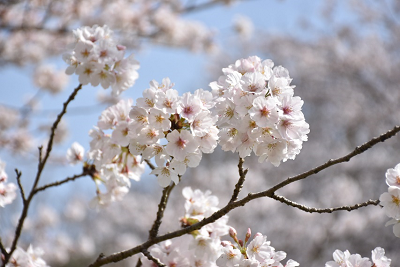 門入の郷桜の写真4
