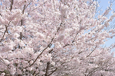 前山ダム桜の写真1