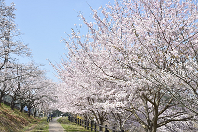 前山ダム桜の写真3