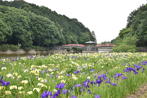 亀鶴公園ハナショウブ