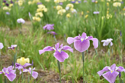 亀鶴公園ハナショウブ写真2