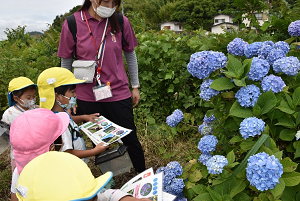 あじさいに足を止める園児たち