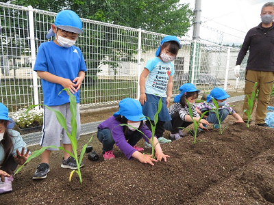 トウモロコシ植え付け1