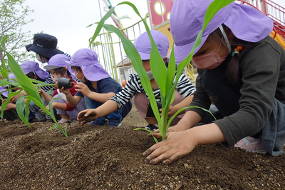 トウモロコシ植え付け2