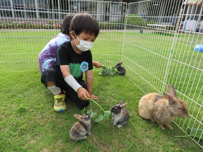 うさぎ餌やり