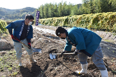 自然薯初堀りの様子