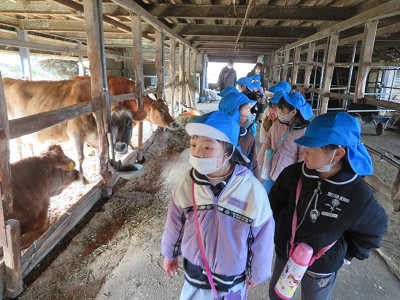 牛舎を見学する園児ら2