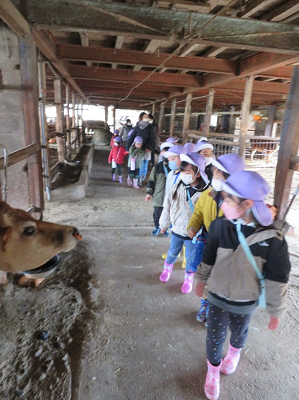 牛舎を見学する園児ら3